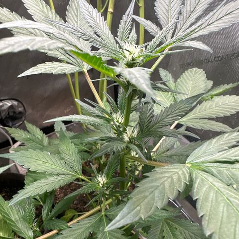 Night Owl’s Chem ‘N’ Kush growlog timeline photo