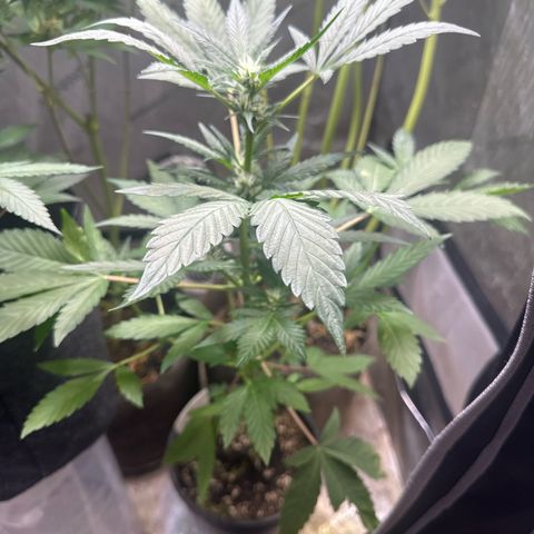 Night Owl’s Chem ‘N’ Kush growlog timeline photo