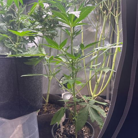 Night Owl’s Chem ‘N’ Kush growlog timeline photo