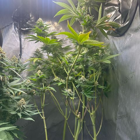 GMO Bomb growlog timeline photo