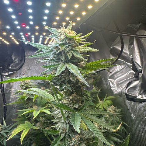 GMO Bomb growlog timeline photo
