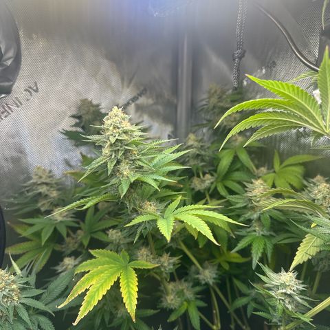 GMO Bomb growlog timeline photo
