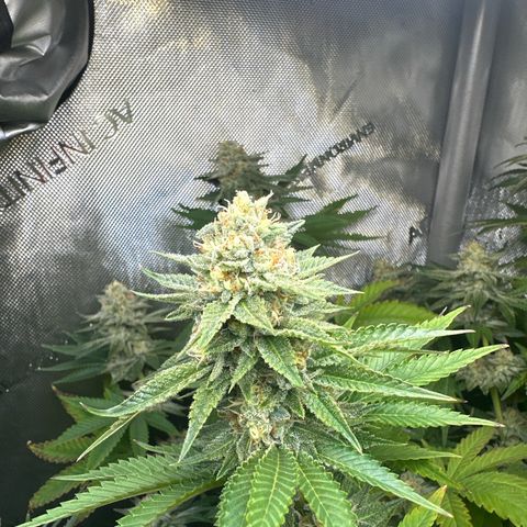 GMO Bomb growlog timeline photo