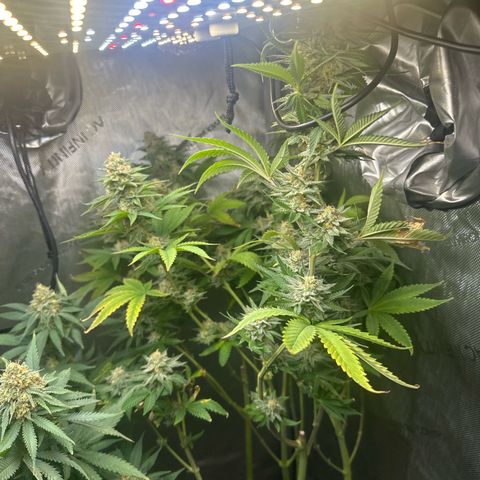 GMO Bomb growlog timeline photo