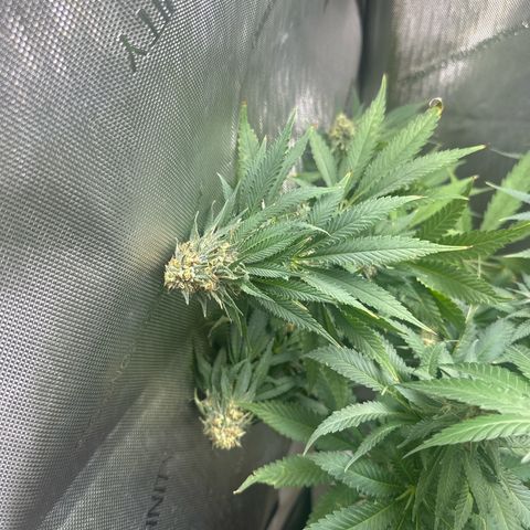 Cherry Lime Reserve growlog timeline photo