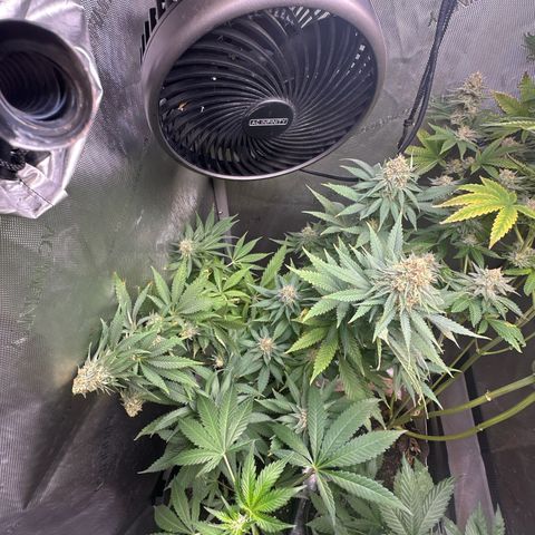 Cherry Lime Reserve growlog timeline photo