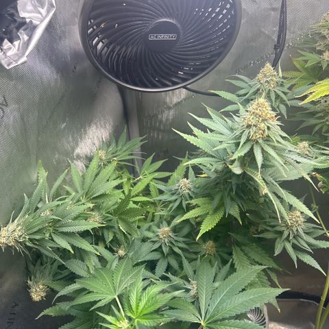 Cherry Lime Reserve growlog timeline photo