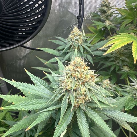 Cherry Lime Reserve growlog timeline photo