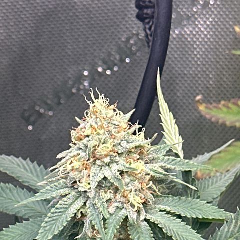 Cherry Lime Reserve growlog timeline photo