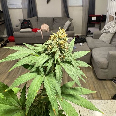 Cherry Lime Reserve growlog timeline photo