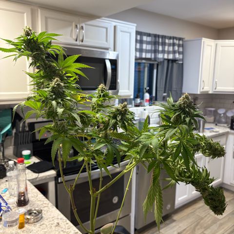 Cherry Lime Reserve growlog timeline photo