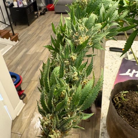 Cherry Lime Reserve growlog timeline photo
