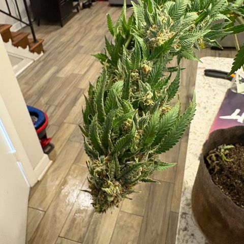 Cherry Lime Reserve growlog timeline photo