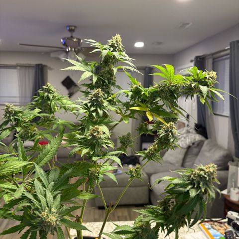Cherry Lime Reserve growlog timeline photo