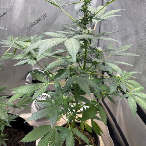 Night Owl’s Chem ‘N’ Kush growlog timeline photo