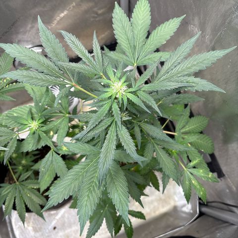 Night Owl’s Chem ‘N’ Kush growlog timeline photo