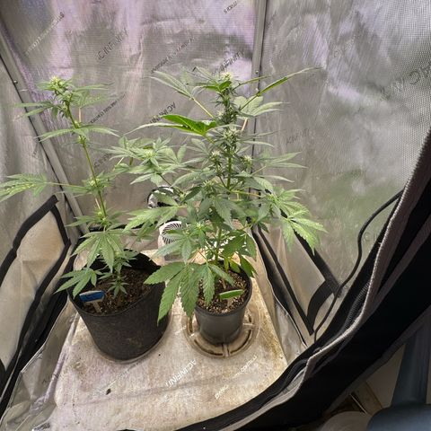 Night Owl’s Chem ‘N’ Kush growlog timeline photo