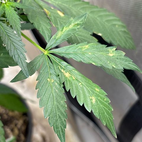 Night Owl’s Chem ‘N’ Kush growlog timeline photo