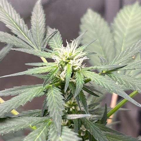 Night Owl’s Chem ‘N’ Kush growlog timeline photo