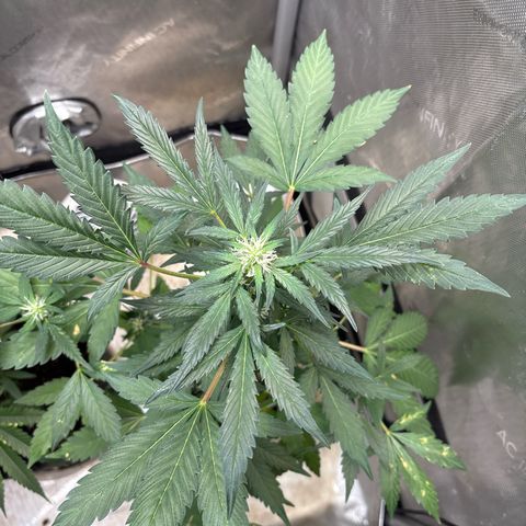 Night Owl’s Chem ‘N’ Kush growlog timeline photo