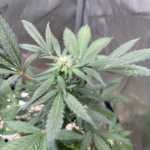 Night Owl’s Chem ‘N’ Kush growlog timeline photo