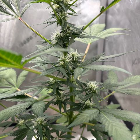Night Owl’s Chem ‘N’ Kush growlog timeline photo