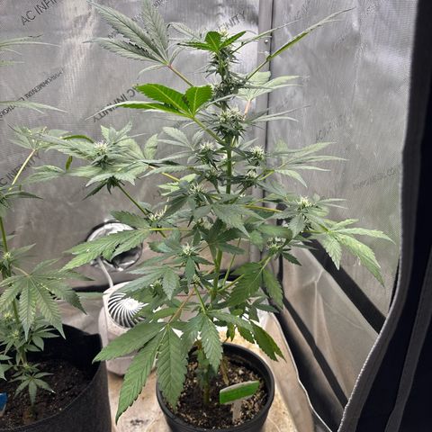 Night Owl’s Chem ‘N’ Kush growlog timeline photo