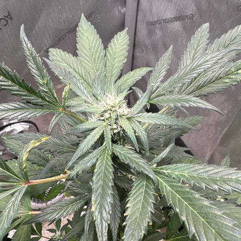 Night Owl’s Chem ‘N’ Kush growlog timeline photo