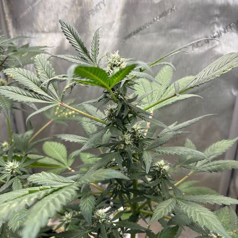 Night Owl’s Chem ‘N’ Kush growlog timeline photo
