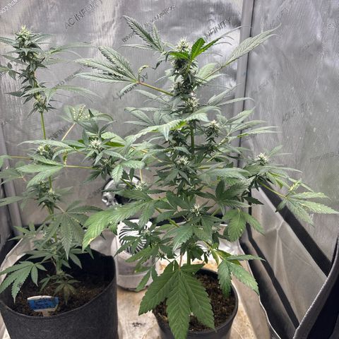Night Owl’s Chem ‘N’ Kush growlog timeline photo
