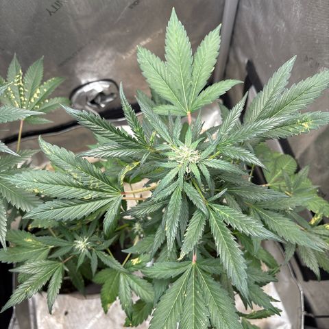 Night Owl’s Chem ‘N’ Kush growlog timeline photo
