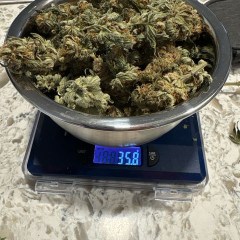 GMO Bomb growlog photo: 35.8 g