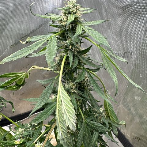 Night Owl’s Chem ‘N’ Kush growlog photo: Wilting 