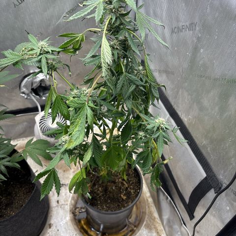 Night Owl’s Chem ‘N’ Kush growlog photo: Wilting 