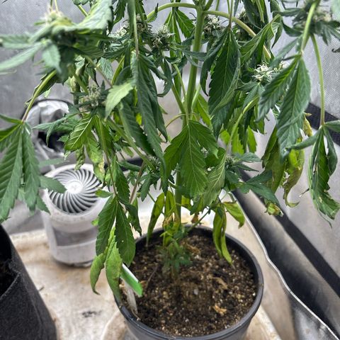 Night Owl’s Chem ‘N’ Kush growlog photo: Wilting 