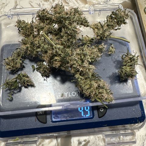 Night Owl’s Chem ‘N’ Kush growlog timeline photo