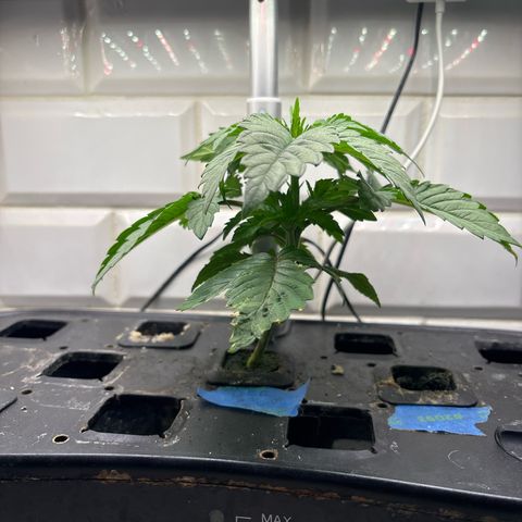 CLR #2 growlog timeline photo