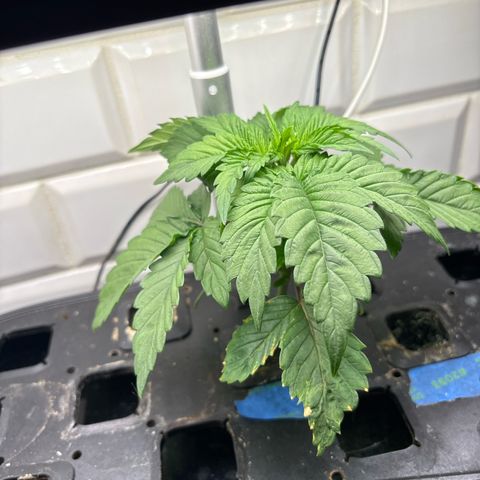 CLR #2 growlog timeline photo