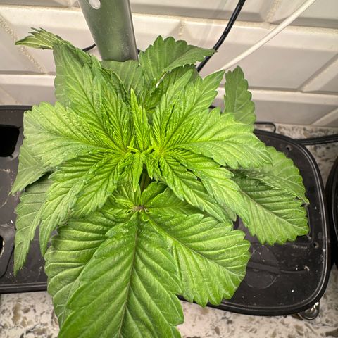 CLR #2 growlog timeline photo