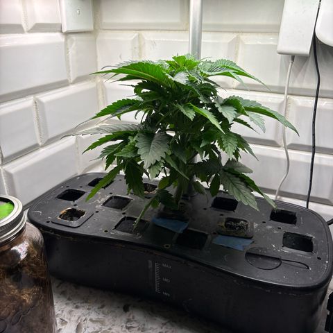CLR #2 growlog timeline photo