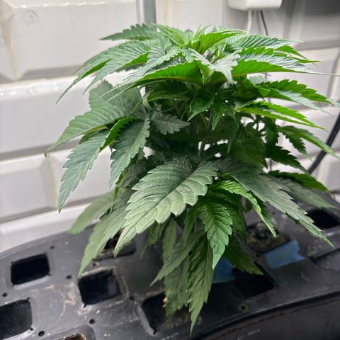 CLR #2 growlog timeline photo