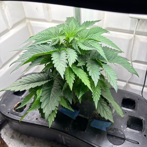 CLR #2 growlog timeline photo