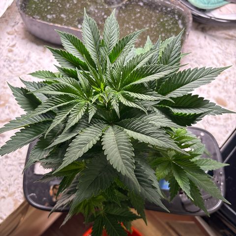 CLR #2 growlog timeline photo