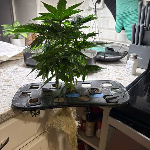 CLR #2 growlog timeline photo