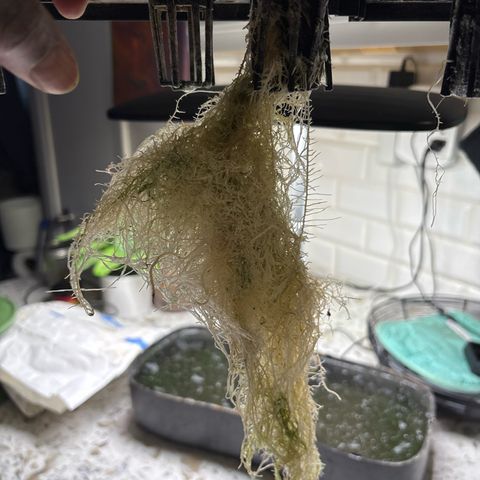 CLR #2 growlog timeline photo