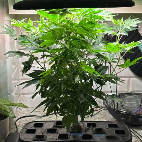 CLR #2 growlog timeline photo
