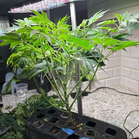 CLR #2 growlog timeline photo