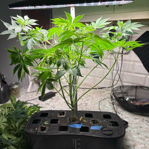 CLR #2 growlog timeline photo