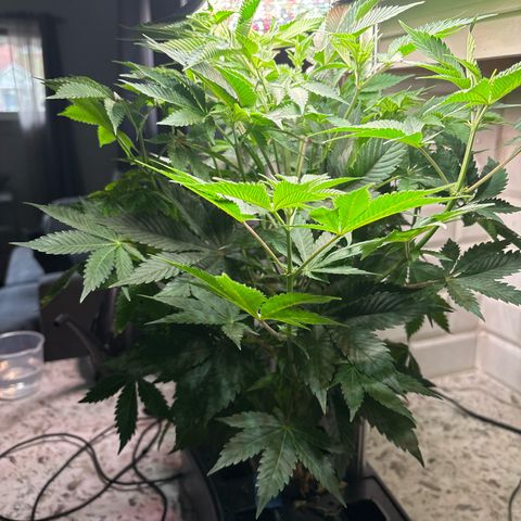 CLR #2 growlog timeline photo