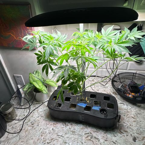 CLR #2 growlog timeline photo